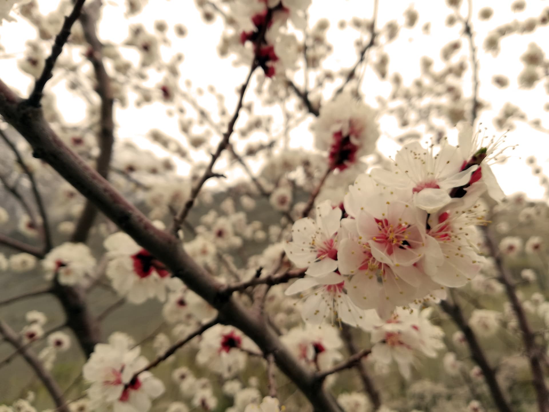 Cherry Blossom in Hunza (2026): When & Where to Go